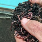 什么是蚯蚓堆肥？其不同类型以及如何监控其生活环境条件
