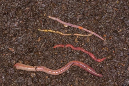 什么是蚯蚓堆肥？其不同类型以及如何监控其生活环境条件