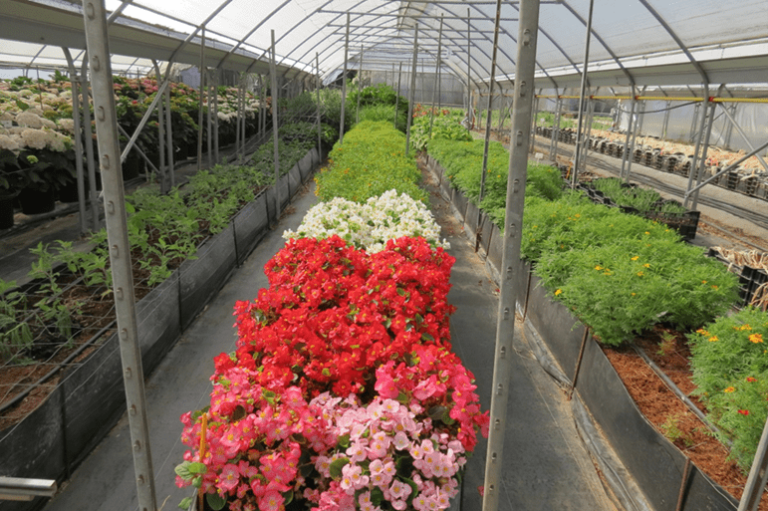城市屋顶温室应该选择种植哪些植物?