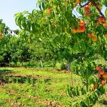 桃子每公顷产量、收获和储存方法