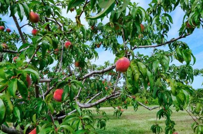 anbau von pfirsichbäumen