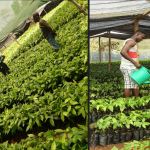 Auswahl von Kakaosorten und Kakaovermehrung