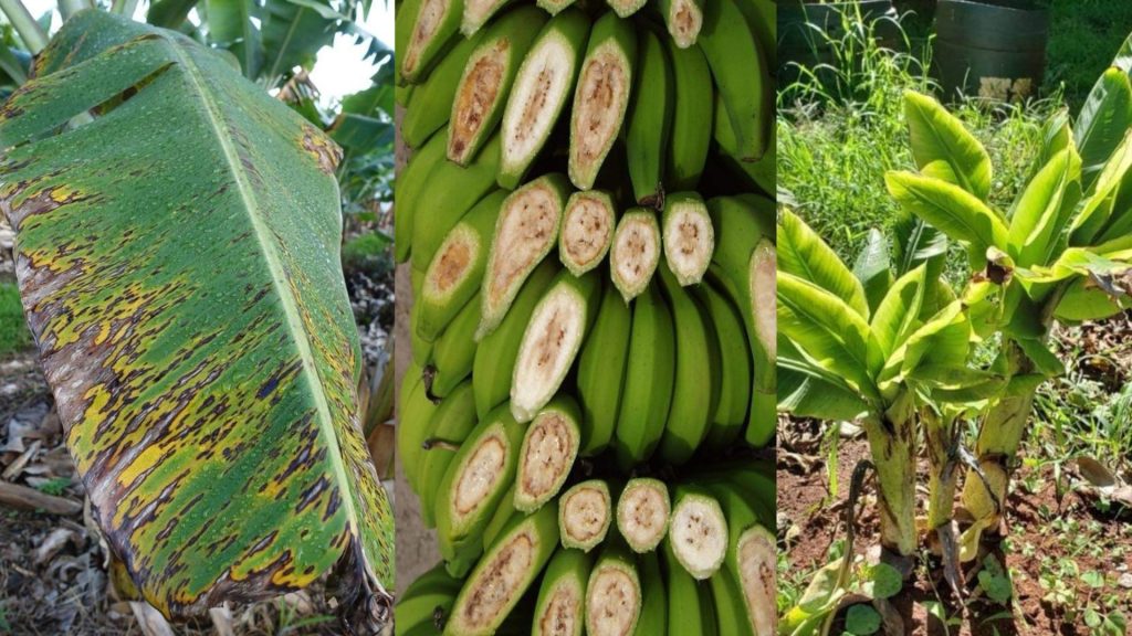 Banana Plant Protection Major Banana Diseases Wikifarmer