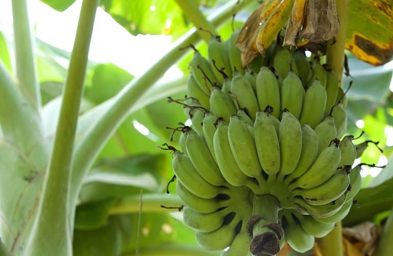 Banana plant cultivation