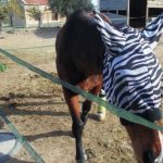 Bezpieczeństwo zdrowotne i opieka nad końmi