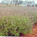 Commercial Cultivation of Sweet Basil (Ocimum basilicum) for oil production