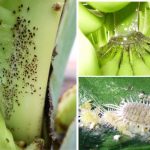 Common Pests of Banana Plants