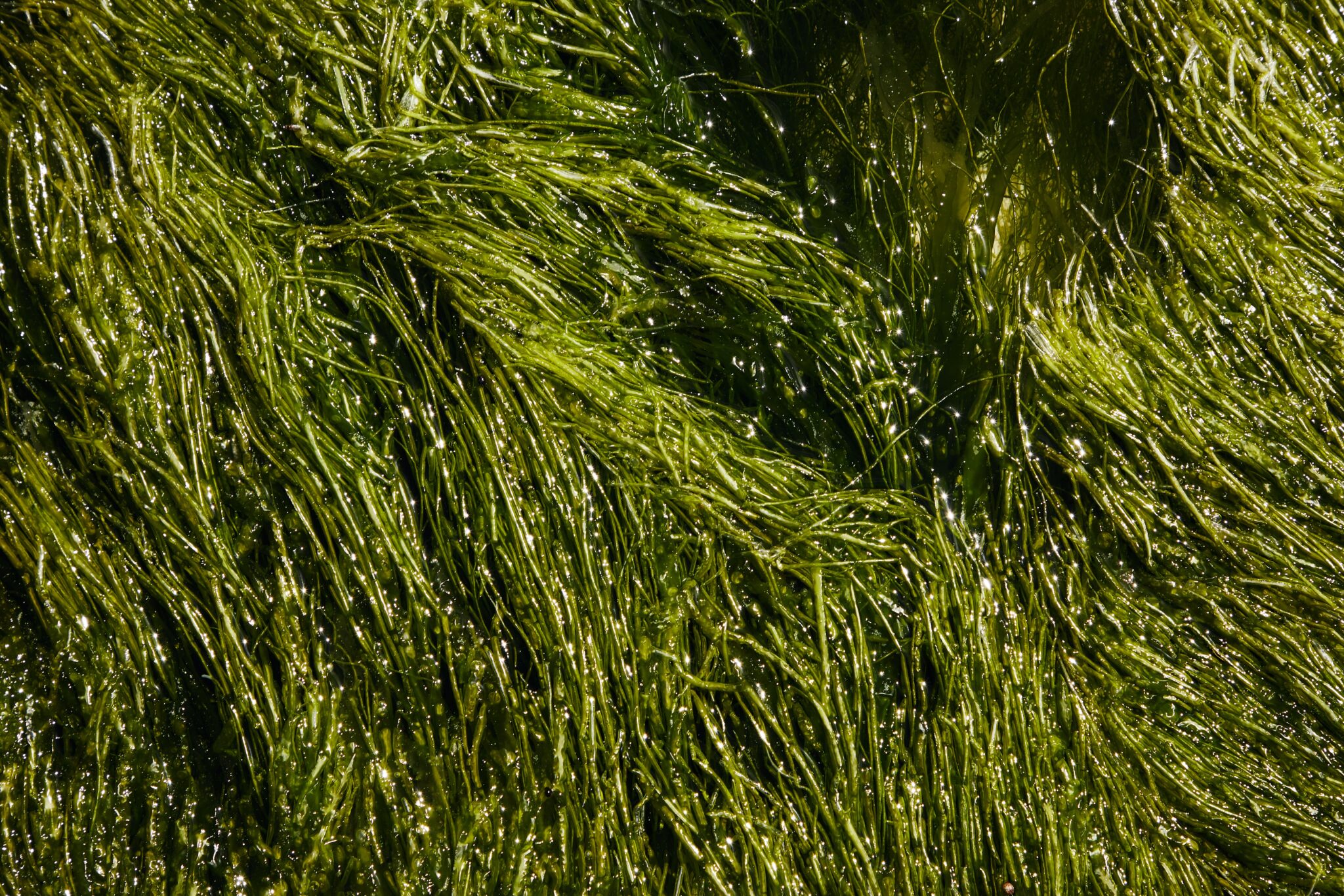Die Alge als nachhaltiges Futtermittel für die Aquakultur