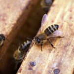 Dręcz - Główne szkodniki pszczół miodnych