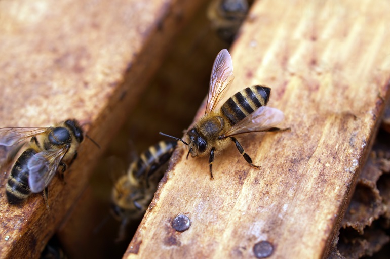 Dręcz - Główne szkodniki pszczół miodnych