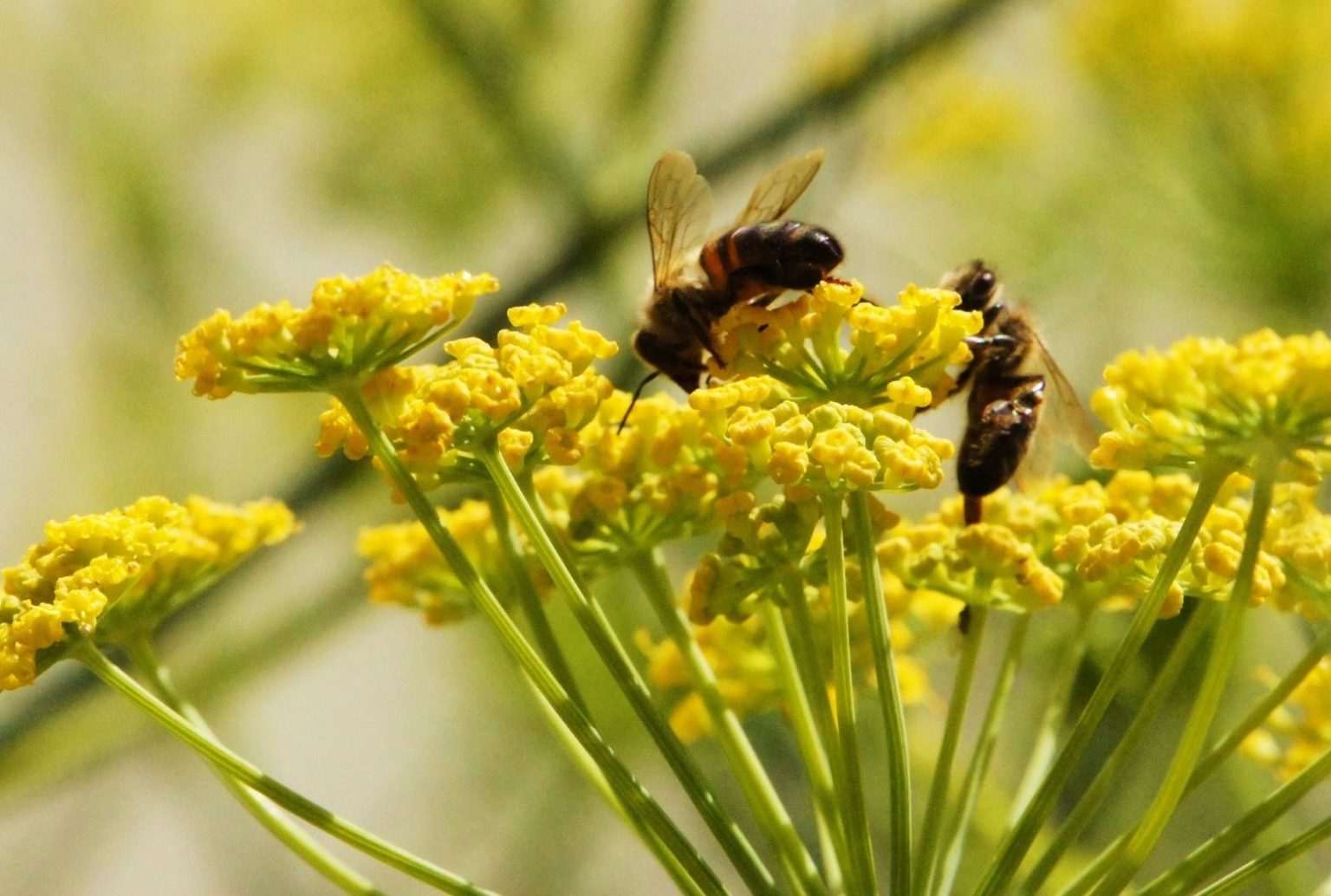 field-margin-management-to-enhance-wild-pollinators-in-agroecosystems