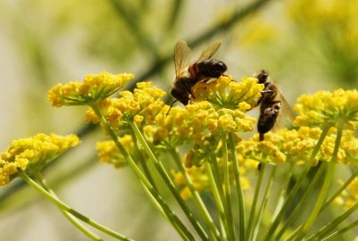 Field margin management to enhance wild pollinators in agroecosystems