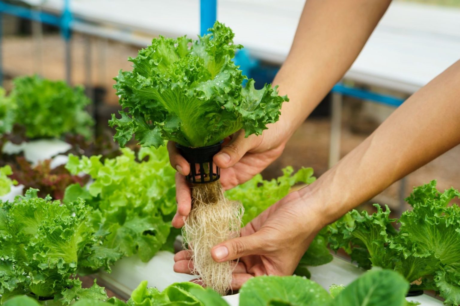 A Beginner's Guide To Hydroponics Farming: From Seed To Harvest ...