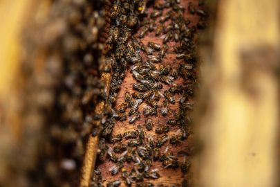 Główne choroby pszczół miodnych