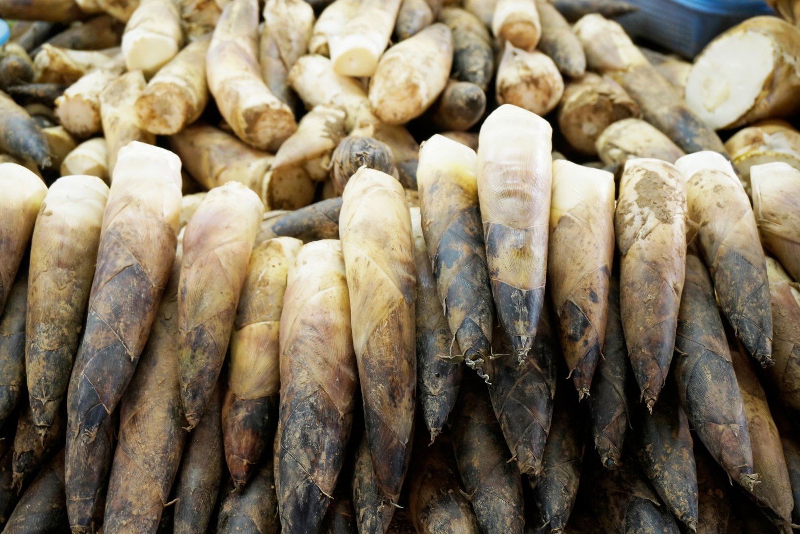 Health Benefits and Nutritional Value of Bamboo Shoot Wikifarmer
