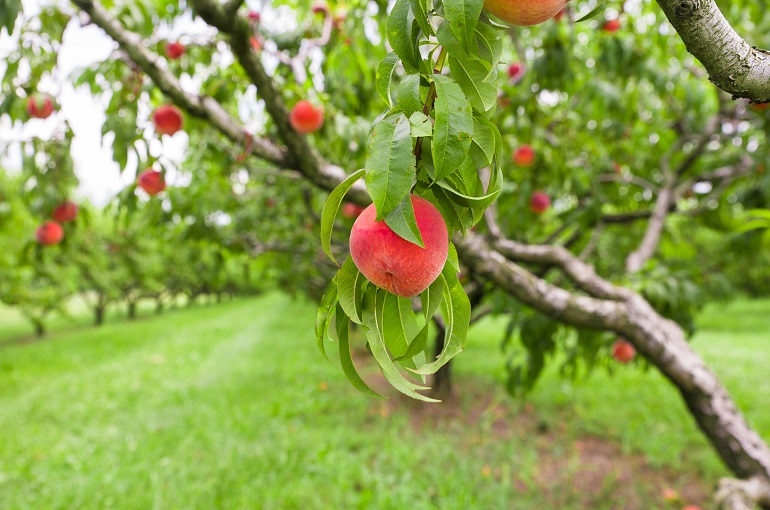 Informationen über Pfirsichbäume