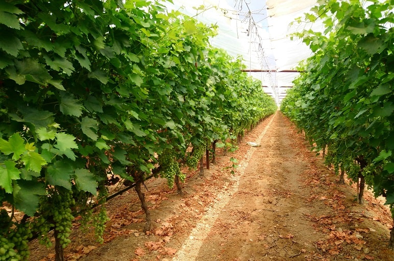 Komercyjna uprawa winorośli