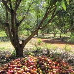 Mango Farming in Keny