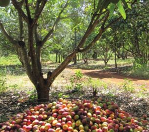 Mango Farming in Keny
