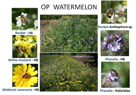 plants mixtures for bees in watermelon crop