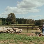 Produkcja obornika i gospodarka odpadami owiec