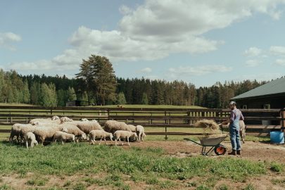 Produkcja obornika i gospodarka odpadami owiec