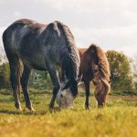 Pytania i odpowiedzi dotyczące koni