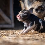 Pytania i odpowiedzi dotyczące świń