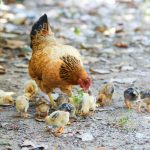 Pytania i odpowiedzi na temat kurczaków