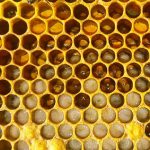 Pytania i odpowiedzi na temat pszczół