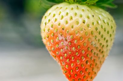 Recognize Powdery Mildew in Strawberry and Control it