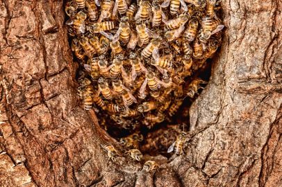 Rój pszczół miodnych