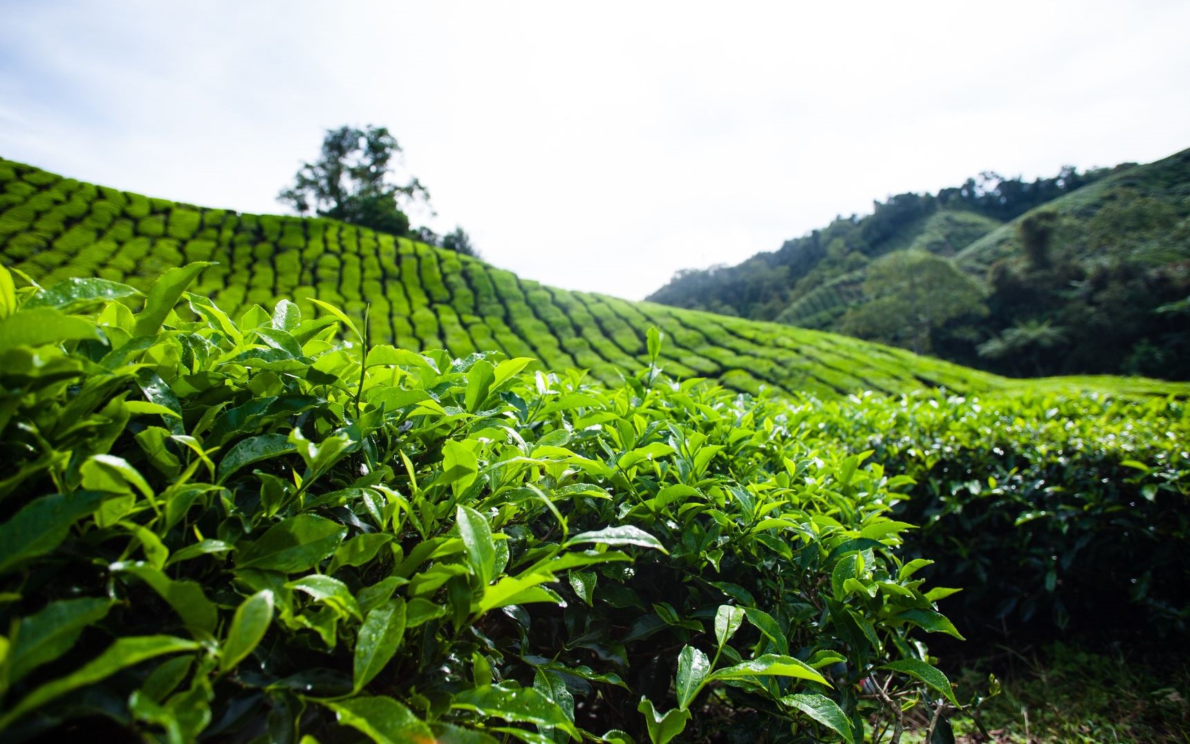 Tea Plant Complete Cultivation Guide - Wikifarmer