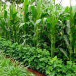 Strategia push-pull zwalcza szkodniki atakujące łodygi oraz rośliny z rodzaju striga zwiększając plony kukurydzy