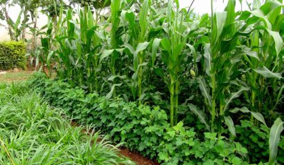 Strategia push-pull zwalcza szkodniki atakujące łodygi oraz rośliny z rodzaju striga zwiększając plony kukurydzy