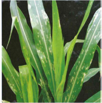 Strategia push-pull zwalcza szkodniki atakujące łodygi oraz rośliny z rodzaju striga zwiększając plony kukurydzy.1
