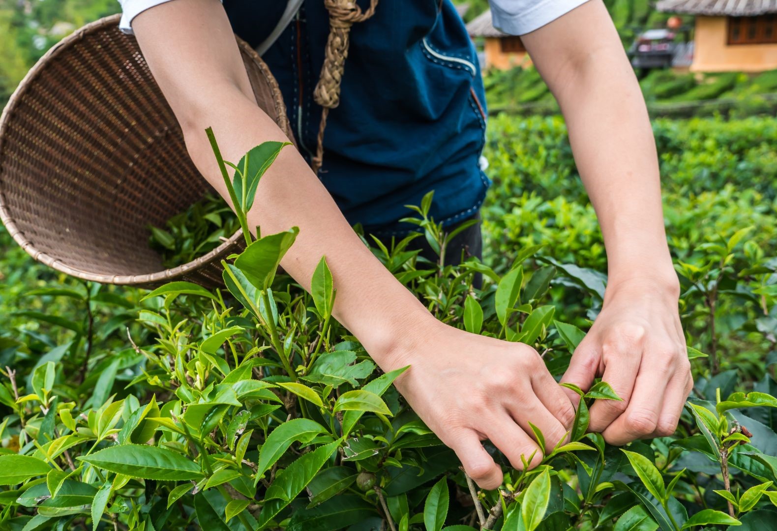 Tea Tree Harvesting