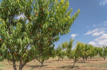 Voraussetzungen für die Bodenbeschaffenheit, Bodenvorbereitung und Pflanzung von Pfirsichbäumen