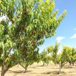 Bewässerung von Pfirsichbäumen