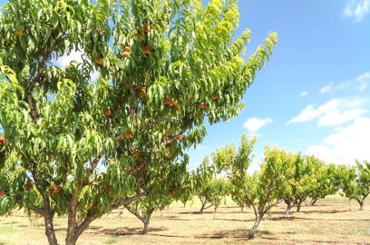 Bewässerung von Pfirsichbäumen