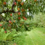Wie man Pfirsichbäume heranzieht und beschneidet