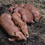 Zdrowie świń, choroby i objawy