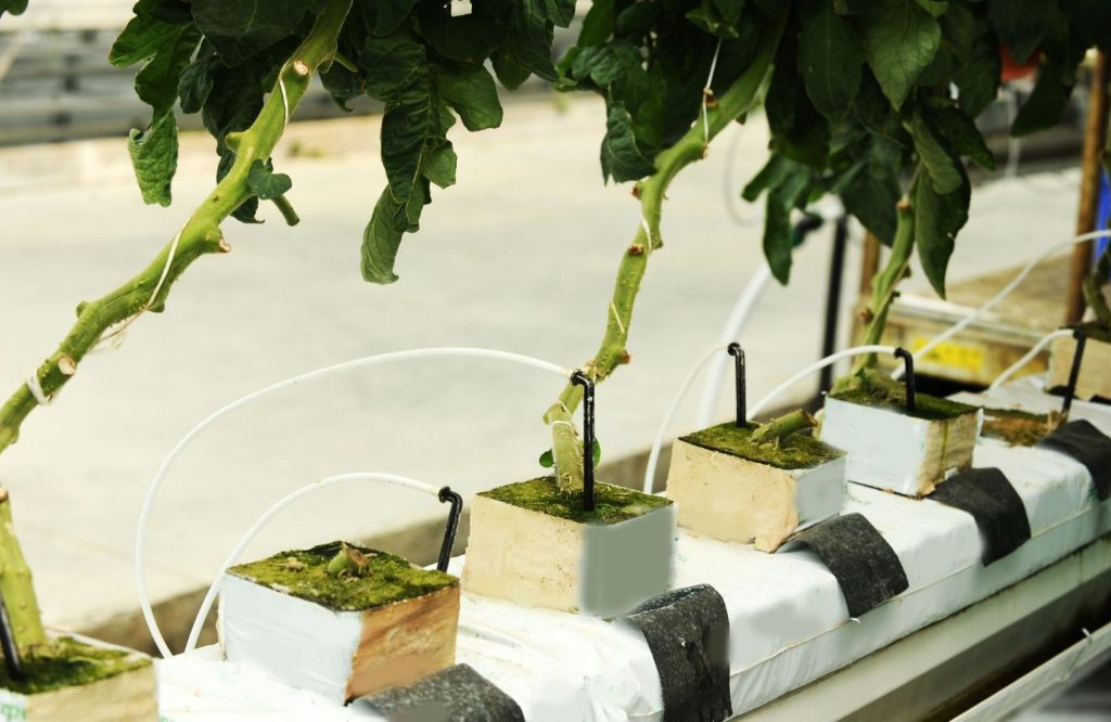 cultivation medium for hydroponics