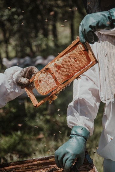 fraude alimentario de la miel