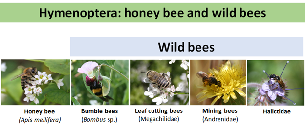 hymenoptera and wild bees