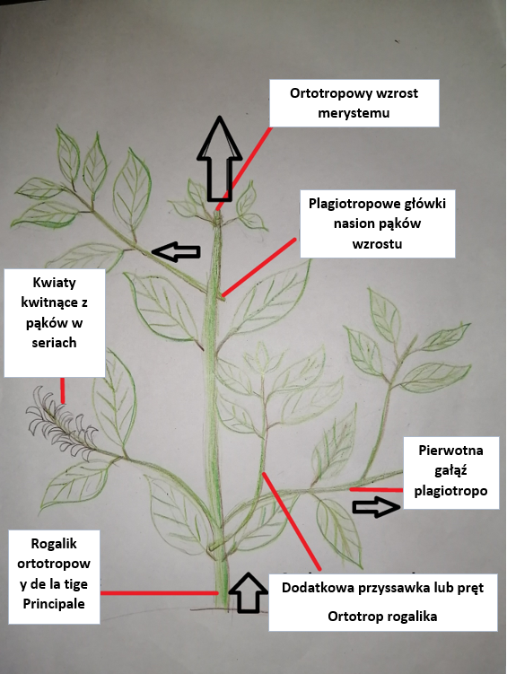 Informacje o roślinach kawy - Morfologia.5