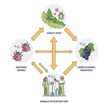 Important Beneficial Insects as Natural Enemies of Crop Pests - Wikifarmer