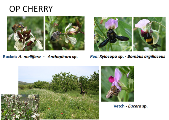 plants mixtures for bees in cherry crop