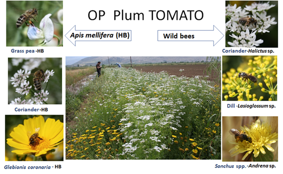 plants mixtures for bees in tomato crop