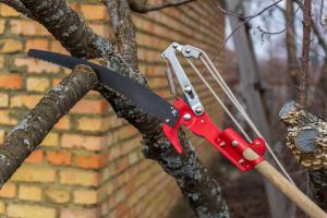 fruit tree pruning - Hand shears